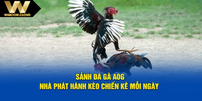 Sảnh đá gà AOG mang đến một môi trường công bằng