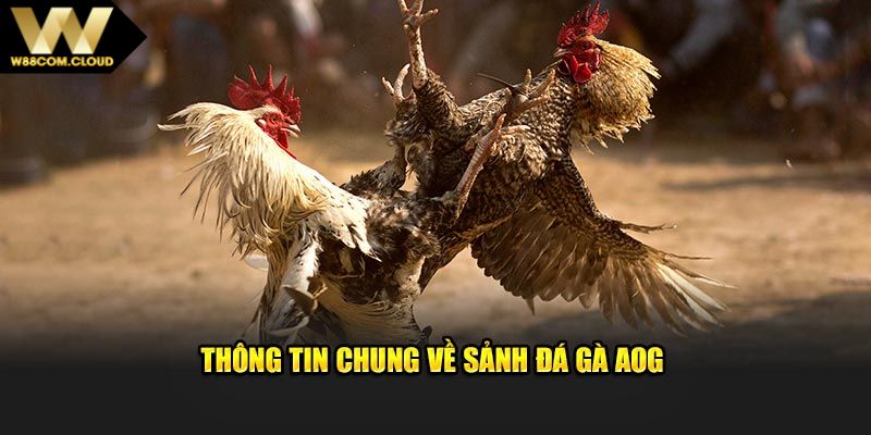 Tổng quan về sảnh chọi kê AOG siêu hot