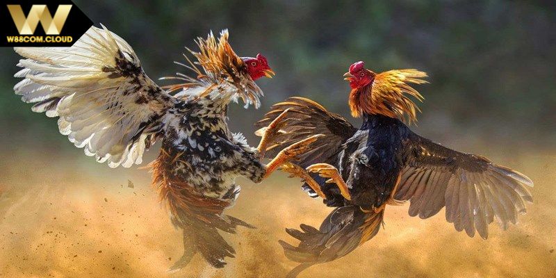 Những kèo cược hấp dẫn có tại sảnh đá gà AOG