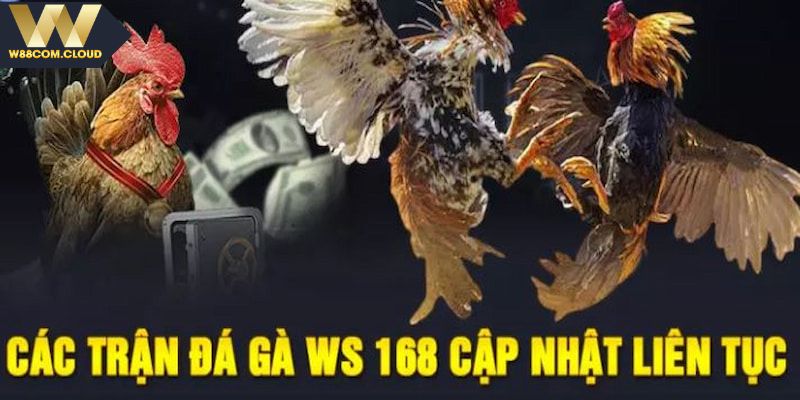 Theo dõi những ưu điểm khi chơi tại sảnh đá gà WS168